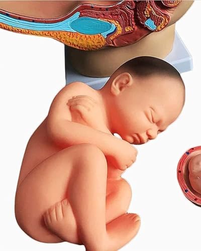 Modèle pelvis fœtus 9 mois avec structures anatomiques précises