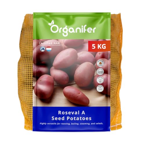 Roseval A 32/40 5 kg - Zertifizierte Pflanzkartoffeln für Garten und Anbau Rote Schale subtile rote Adern festkochend frühes Wachstum stabiler Ertrag Organifer