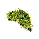 SubstrateSource Live Planted Decor - Christmas Moss (Vesicularia montagnei) on Driftwood - Low Light, Green Accent Freshwater Aquatic Plant, Foreground Aquarium Placement for Aquascaping - 1 Pack