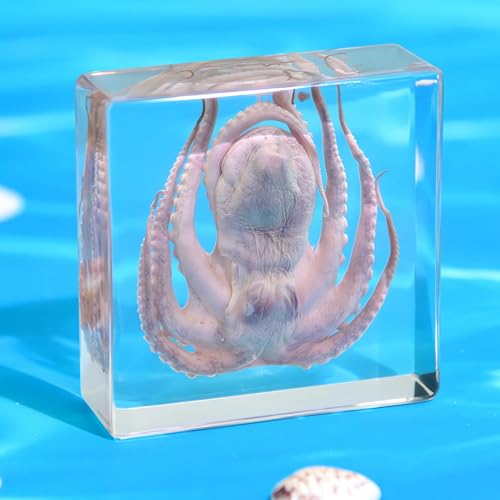 Image of Taxidermy Octopus, Real Oceans Animals Octopus Specimen in Resin Preserved, Clear for Closer-Look & Study, Science Educational Classroom Specimens for Home Office Ornament Gift (3.0x3.0x0.8-inch)