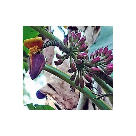 Amazon ダージリンバナナの種 10粒 果物