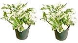 Live Tropical Pothos Plant Pearls & Jade, (2 Pack) in 3-inch Pot, NO Shipping to CA