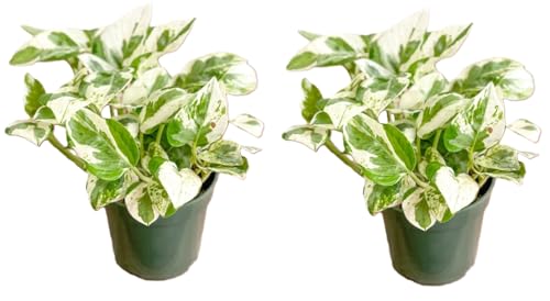 Live Tropical Pothos Plant Pearls & Jade, (2 Pack) in 3-inch Pot,...