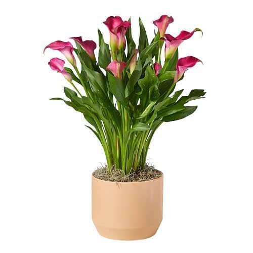 Image of Peace Lily Combo Live Plant with Pot | Spathiphyllum Indoor Flowering Air Purifying Houseplant | Low Maintenance Indoor Plant for Home Office Living Room Bedroom Balcony Decor | Pack of 2