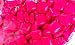Pink Chiclets Dubble Bubble Bubble Gum 5lb