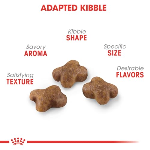 Image of ROYAL CANIN Dry Cat Food up to 12 Months, 3 lbs