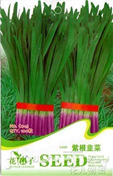 Spedizione gratuita 3 confezioni 300 di semi di Porro Purple OrganicVegetable C043