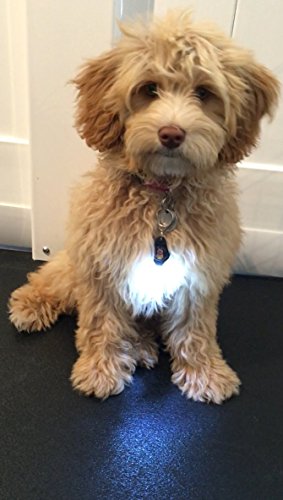 Dog Light, Dog Collar Light, Bubba's Leash Light - (NEW VERSION) 2 Per