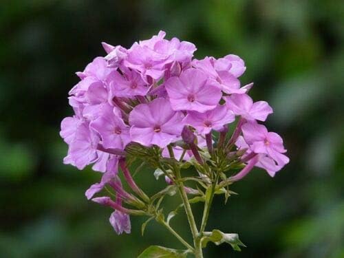 Miniatura 4 de Alto Púrpura Phlox Paniculata Jardín Verano Nativo Colibrí Flor jocad (10 Semillas)
