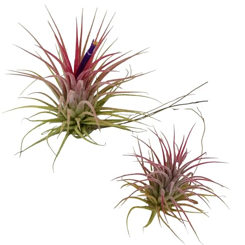 GAvc `WA GA[vc (uEtGS)