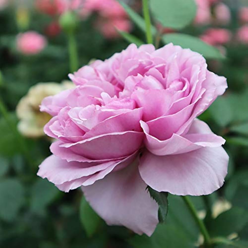 希少　ブルーオニキス　ローズ　バラ　大 fl034-02_01a.jpg