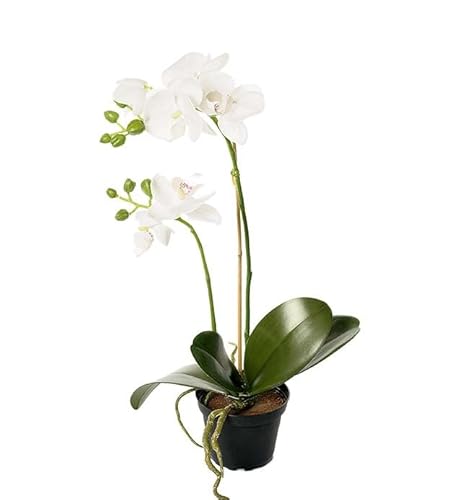 Orquídea Phalaenopsis Natural — DECOALIVE