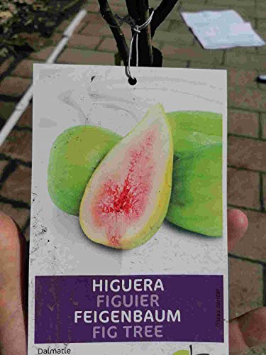 Winterharter Feigenbaum \'Dalmatie\' - Ficus carica, 70-100 cm - Robuster Obstbaum, Echte Feigen, Ideal für Gärten & Terrassen, Mediterranes Flair