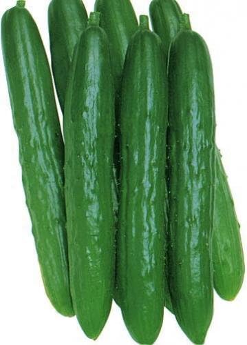 Amazon キュウリ苗 北進 節成 3号ポット15株セット 野菜苗 野菜