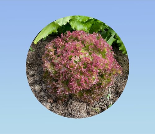 500 Graines de Laitue Lollo Rossa - Variété Frisée (Lactuca sativa) - Facile à Cultiver - Idéale pour Jardin et Pot