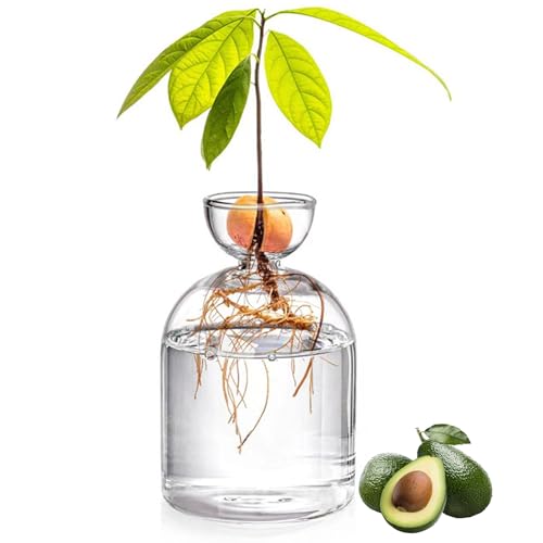 Avocado Vase for Growing - 5.3inch Small Glass Seed Starter, Clear Vase, Tree Growing Kit, Small Plant Pot for Water Rooting