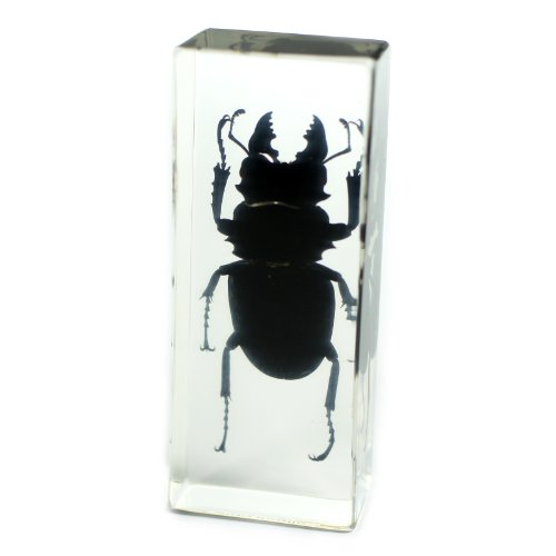 REALBUG Black Stag Beetle Paperweight (4.4x1.6x1.1)