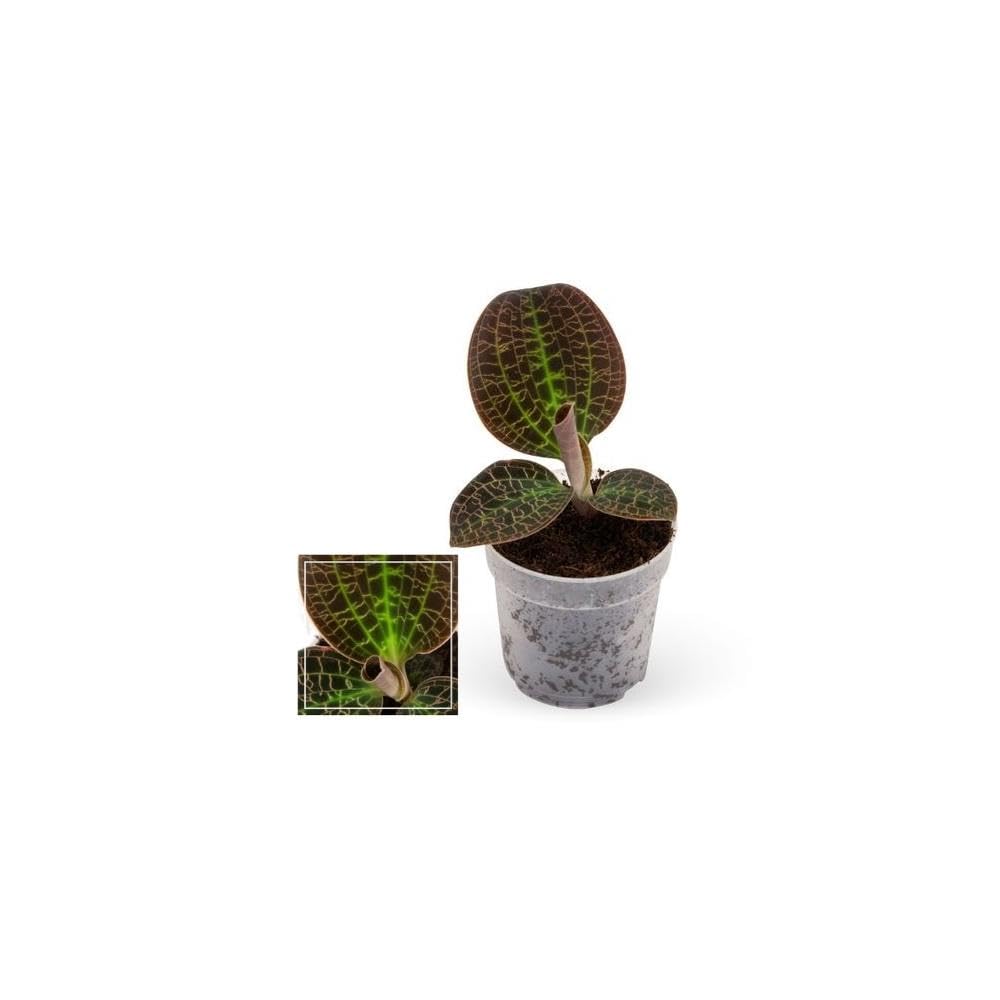 Exotenherz - Orchidée joyeuse - Macodes petola Tiger Eye - Mini orchidée terrestre avec feuilles originales - Pot de 6 cm