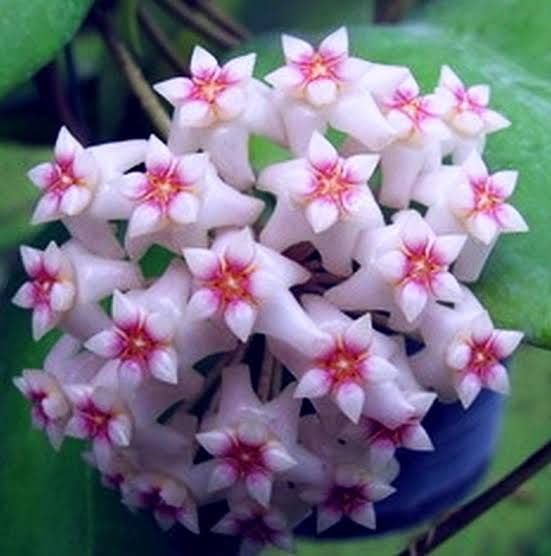 greEen Earth Hoya dolichosparte Small Plant ONE Piece (B09Y344KQ7) Amazon Price History, Amazon Price Tracker
