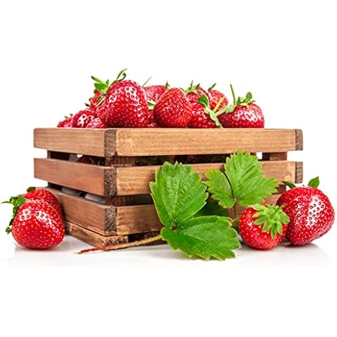 Mara Des Bois Strawberry Bare Roots Plants, 25 per Pack. Non GMO Cover