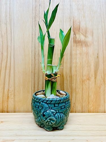 Generic Lucky Bamboo 4 Inch4 Inch6 Inch In Ceramic Vase Green Vase With Red Lines thumb #6