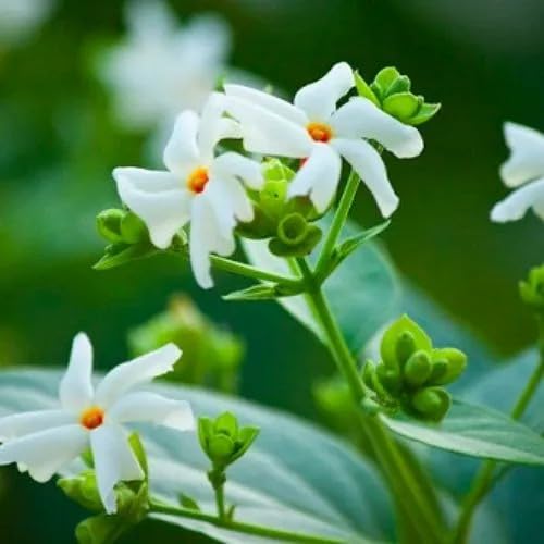 Night Flowering Jasmine All Time 12 months flowering Parijat/Baromasi flowering | Harsingar live Plant & Tree | Night Queen Highly Fragrant Plant :: (Pack of 1) (B0DFV1RJFV) Amazon Price History, Amazon Price Tracker