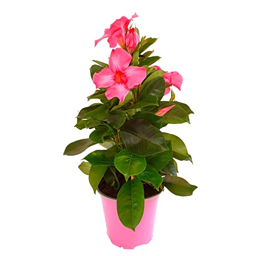 Mandevilla Hybrida o Dipladenia Natural Planta Trepadora de Exterior