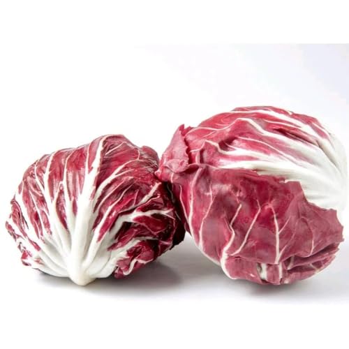 450 piezas Semillas de achicoria orgánicas, Decoración de balcón decoración de flores planta de decoración Semillas de achicoria resistentes al invierno, invernadero balcón flor semillas