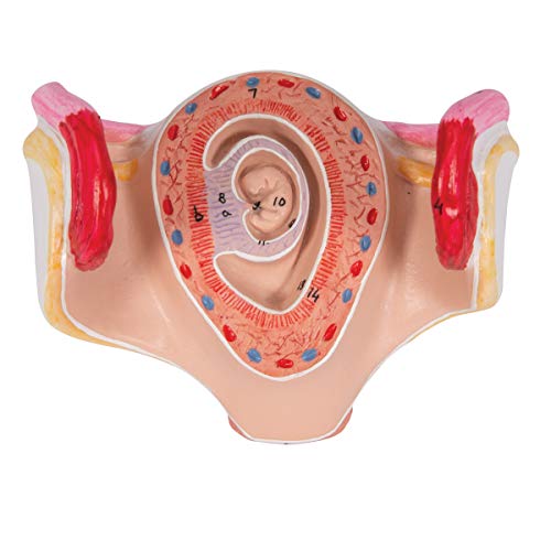 Image of 3B Scientific L10 /1 1st Month Embryo - 3B Smart Anatomy
