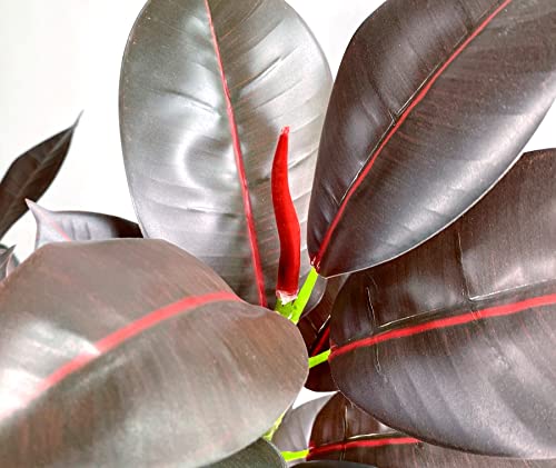 Artificial Rubber Tree Plant Stems Fake Tropical Burgundy Ficus Elastica Tree Houseplant Branches For Home Office Garden Decoration - 17.5 Inch (Red - Pack Of 4Pcs) #TOP5