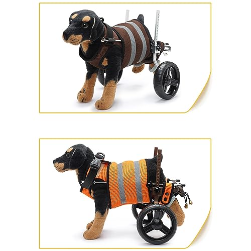 Silla de ruedas para perros en paseos cotidianos de mascotas con parálisis 7