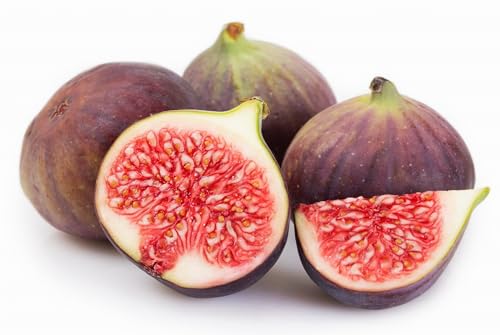 Chicago Hardy Fig Fruit Tree Premium Size