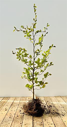 Preisvergleich Produktbild Fagus sylvatica Rotbuche Heckenpflanze wurzelware, winterhart, deutsche Baumschulqualität, schnittverträglich, pflegeleicht