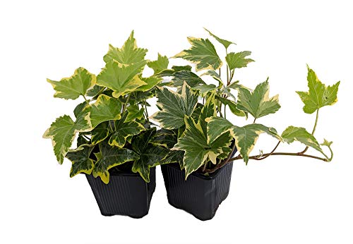 Gold Child English Ivy - Hardy Groundcover/House Plant -Sun/Shade-2 Pack 3' Pots