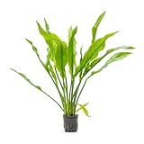 SubstrateSource Amazon Sword Echinodorus Bleheri Live Plant for Freshwater Aquariums, Natural Fish Tank Decorations, and Aquatic Decor (1 Pot (2-3 Plants))