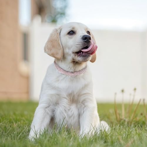 Coleiras para gatos Breakaway com sino, 4 coleiras de gato com strass, coleira de gato chique de vel
