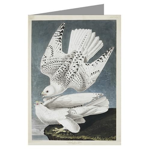Image of Epic Greeting Cards Twelve Assorted Notecards Of John James Audubon Celebrated Illustrations Of Audubon's Birds Of North America Featuring Series I