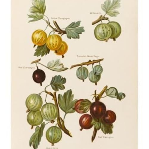 Show 254: Currants and Gooseberries