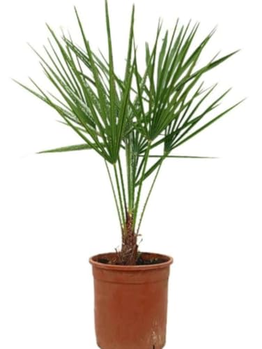 Planta natural Palmera Chamaerops Humilis, 30 cm. Palmera enana, palmito. Palmera compacta y resistente, ideal para jardines secos y tolerante al frío. Segura Garden.