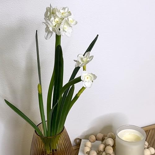 Sullivans Paperwhite Flower With Bulb Stem 20", White Narcissus Stem With Bulb, White Small Daffodil Floral Stem Artificial Flowers thumb #6