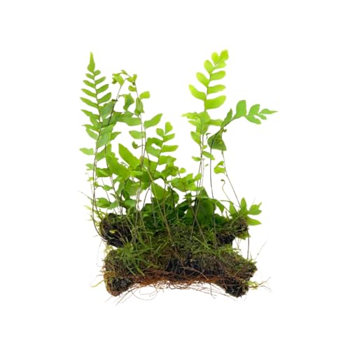 Adiantum Philippense with Java Moss On Driftwood Natural Wood for Freshwater Aquarium Fish Tank Decoration