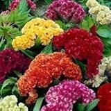 Cockscomb Mix - Semillas de flores (Celosia Cristata Nana Jessica) 30 + semillas (60+)
