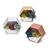 Craft Crush — Mini Plants Terrariums Easy Fun Arts and Craft Kit — Make 3 Charming Faux Terrariums! — For Ages 13 and Up #2