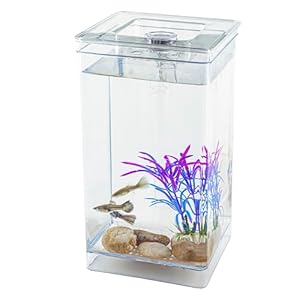 1 Gallon Small Fish Tank Kit, Square, Easy Setup and Maintenance, Self Cleaning-no Need Power, with LED Lighting, with Decor Stones and Plastic Tree Ornament, Perfect Starter Kit