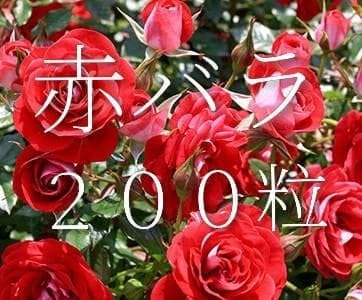 赤バラの種２００粒＋マリーゴールド花種