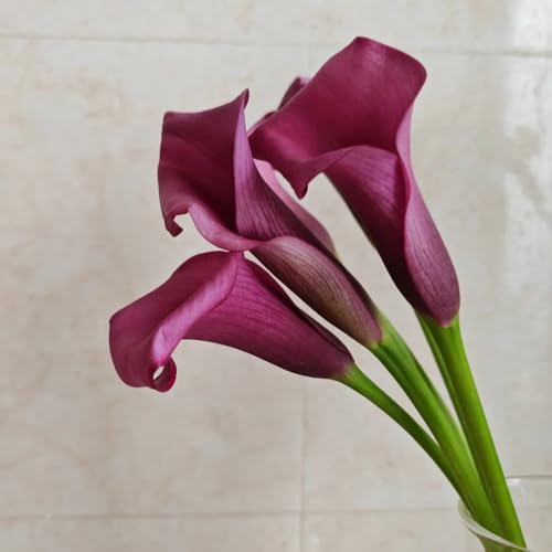 2zwiebeln calla frühlingsblumen, zimmerbonsai calla lilien herbstpflanzen...