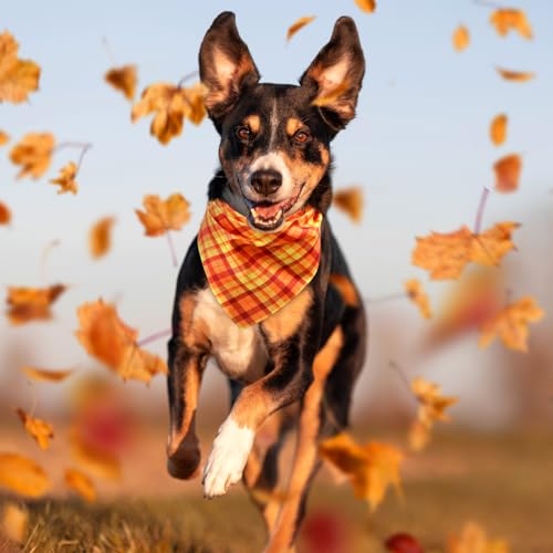 Image of Abbylike 50 Pcs Fall Plaid Dog Bandanas Bulk, Autumn Gingham Pattern