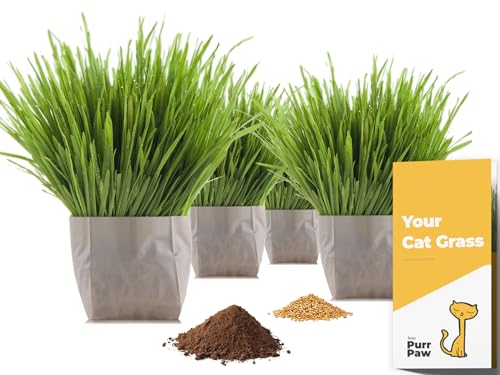 purr paw Cat Grass x4 Pack (Starts Growing in 5 Days) - Just Add Water