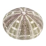 Petit support de plantation - décorez votre balcon, rebord de fenêtre, table à manger, bureau et , ajoutant du plaisir à la vie, pot de plantation d'air