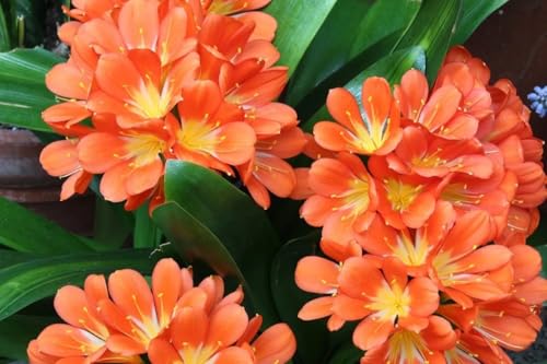 Image of Clivia Miniata Live Flowering Plant | Orange Lily Plant for Indoor & Outdoor Decor | Evergreen Flower Plant with Pot for Home Garden & Balcony a€ inch Pack of 1